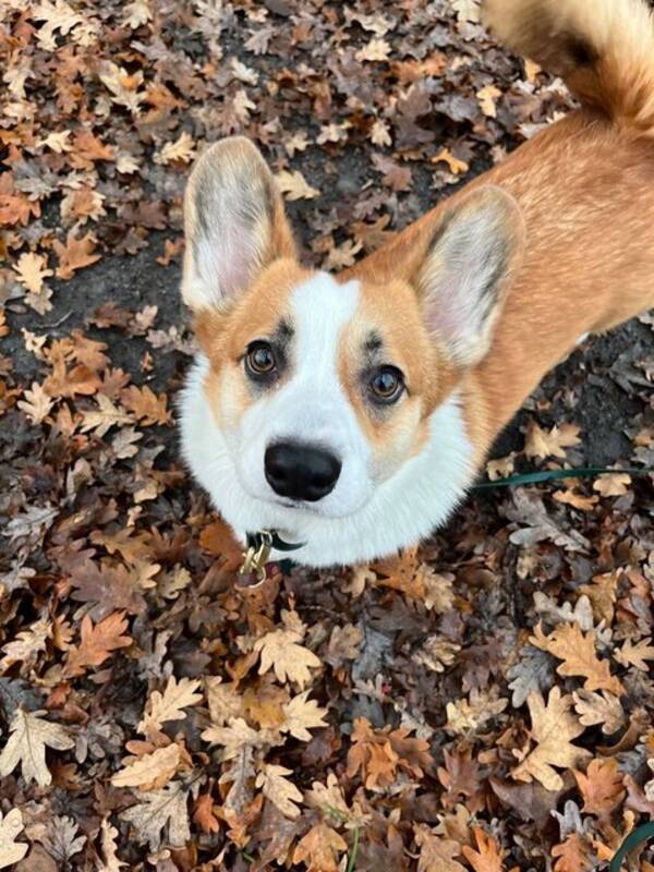 Hund - walesiska Corgi Senior