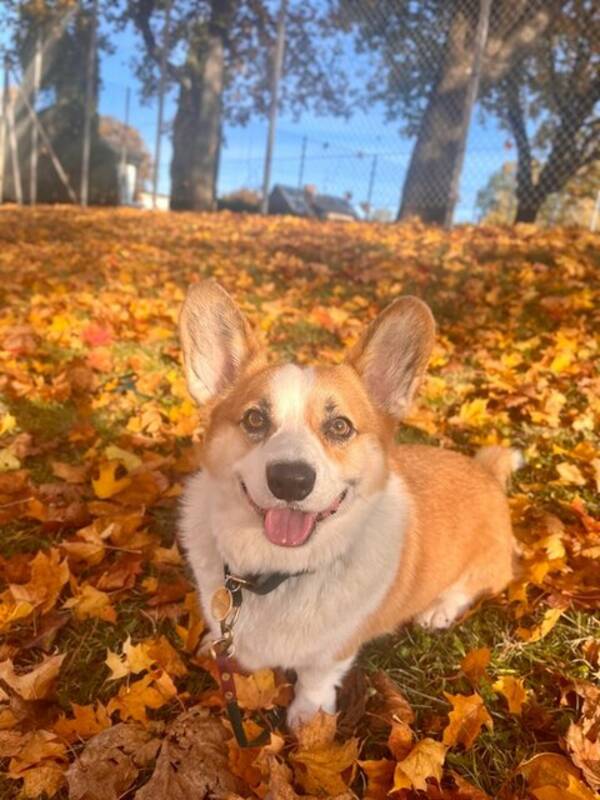 Hund - walesiska Corgi Senior