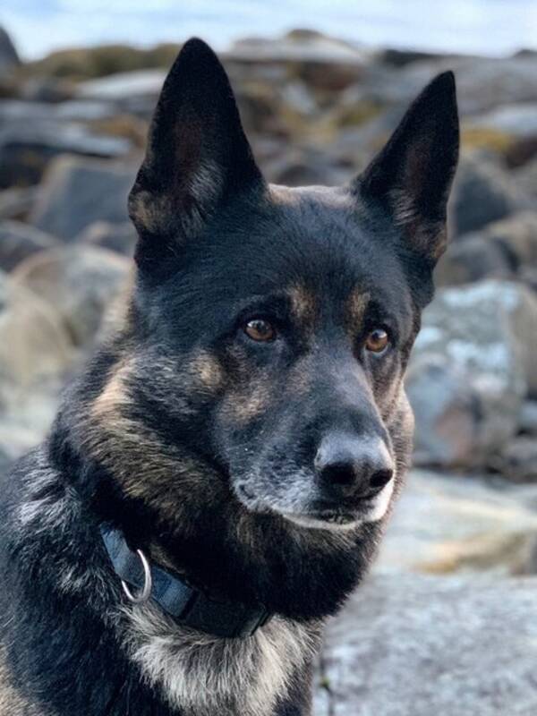 Hund - Taco Hund - Taco