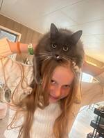 Langhåret katt Langhåret katt