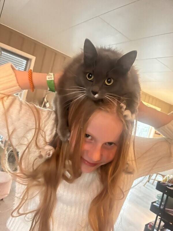 Katt - Langhret katt