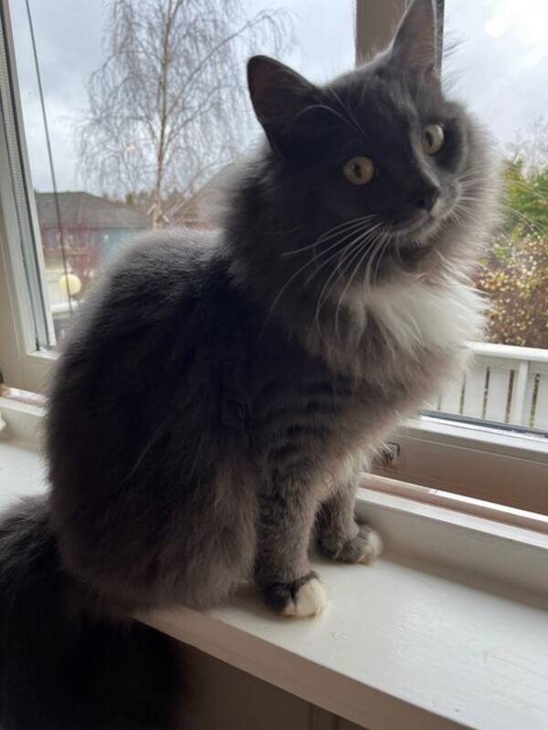 Katt - Langhåret katt Katt - Langhåret katt