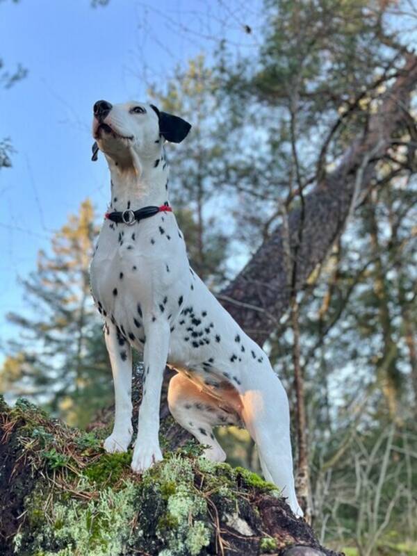 Hund - Dalmatiner Ellie