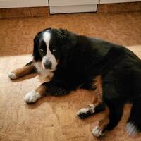 Berner Sennen Bella Berner Sennen Bella