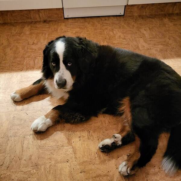 Hund - Berner Sennen Bella