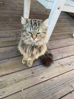 Stor sibirisk katt Stor sibirisk katt