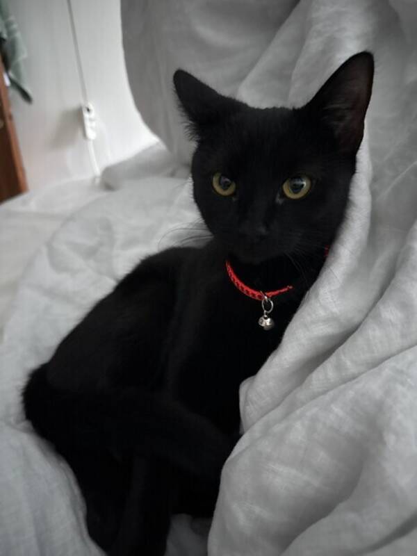 Katt - Katt Katt - Katt