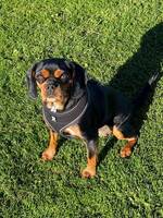 Freja- blandras Freja- blandras