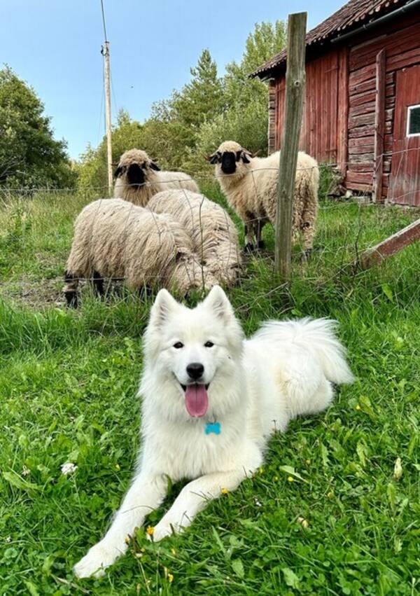 Hund - Samojed tjejen Isa