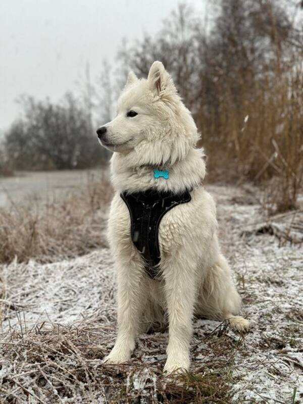 Hund - Samojed tjejen Isa