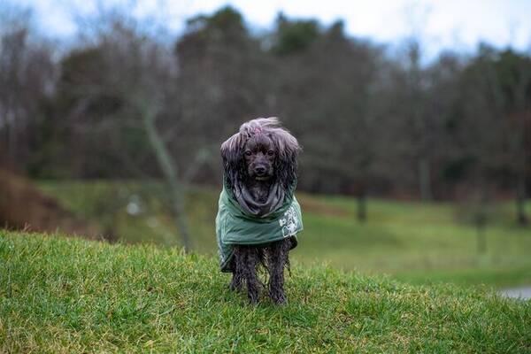 Hund - Papipoo, Tezzie