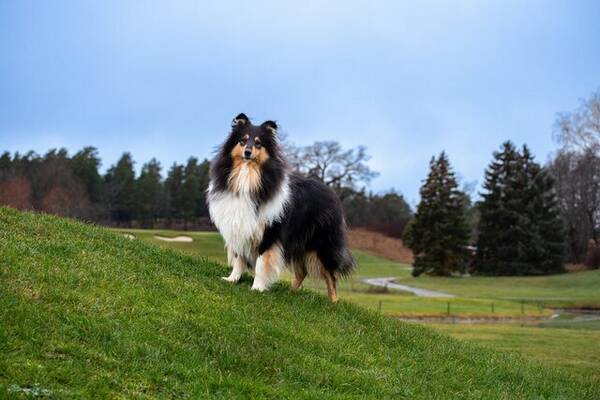 Hund - Collie, Nellie Hund - Collie, Nellie