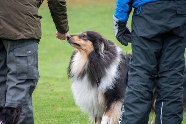 Hund - Collie, Nellie Hund - Collie, Nellie