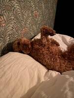 Cockapoo Milo Cockapoo Milo