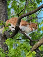 Huskatt Frasse Huskatt Frasse