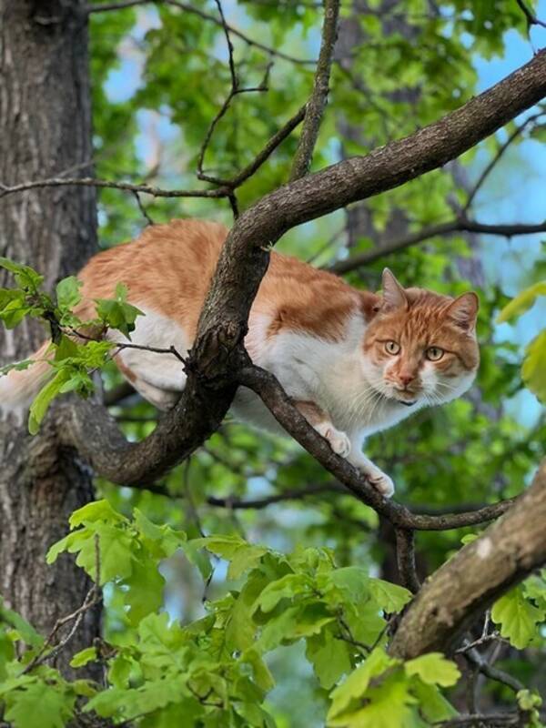 Katt - Huskatt Frasse