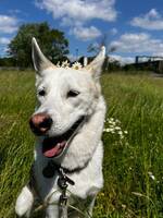 Sakura husky Sakura husky