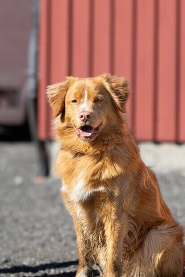 Hund - Toller Blink