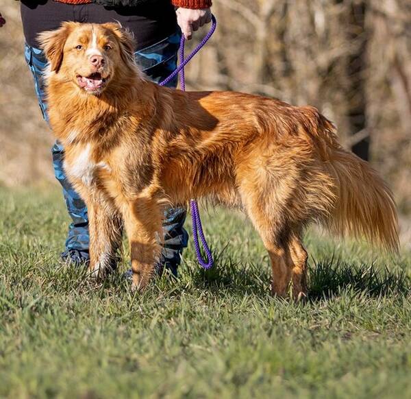 Hund - Toller Blink