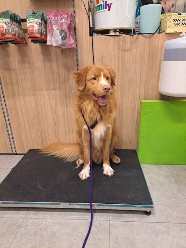 Hund - Toller Blink Hund - Toller Blink