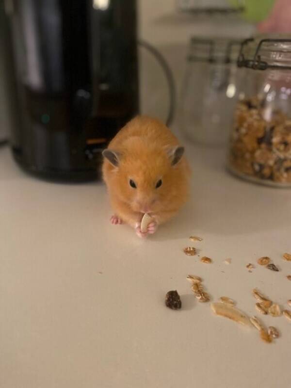 Övrigt - Hamstern Smulan