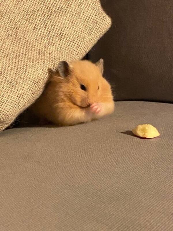 Övrigt - Hamstern Smulan