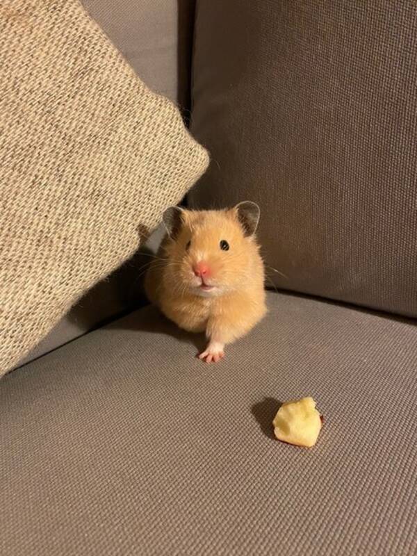 Övrigt - Hamstern Smulan
