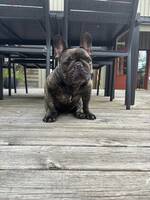 Fransk bulldog Ivan Fransk bulldog Ivan