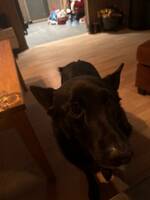 Sort elghund Sort elghund