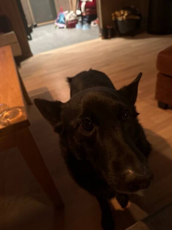 Hund - Sort elghund Hund - Sort elghund