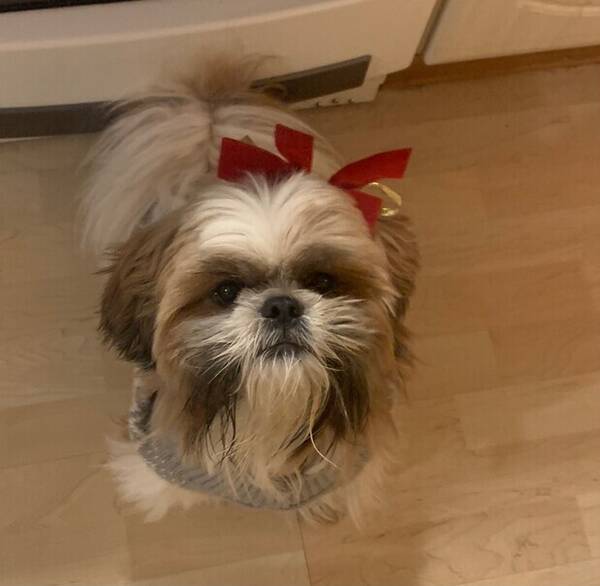 Hund - Chivas Chih Zhu 