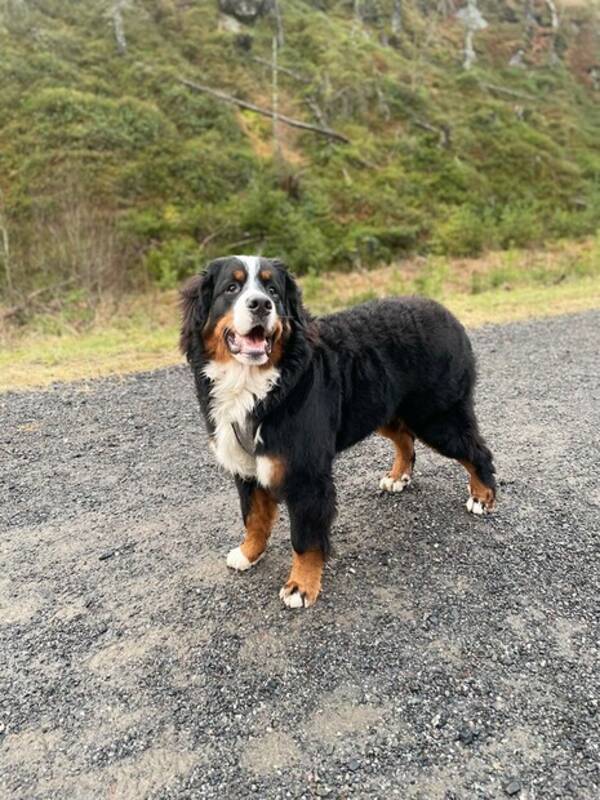 Hund - Berner Sennen