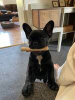 Frank bulldog Frank bulldog