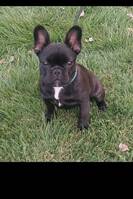 Fransk bulldog Frank Fransk bulldog Frank