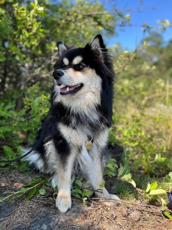 Hund - Finsk lapphund Emmet Hund - Finsk lapphund Emmet