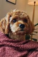 Cavapoo Hilda Cavapoo Hilda