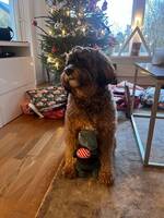 Hava cava poo Hava cava poo