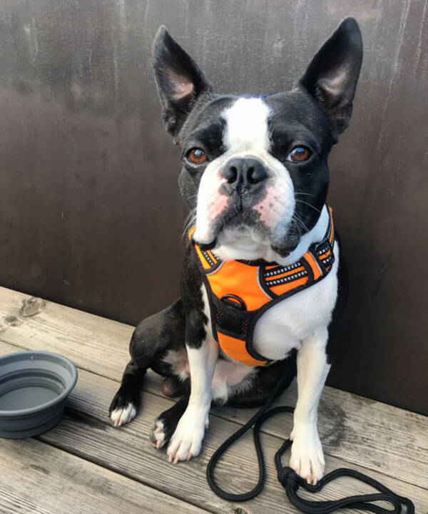 Hund - Boston Terrier Oliver Hund - Boston Terrier Oliver