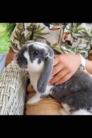 Kaninen Ullstrumpa Kaninen Ullstrumpa