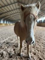 Islandshästen Isidor Islandshästen Isidor