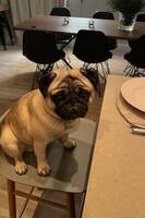 Mopsen Ben Mopsen Ben