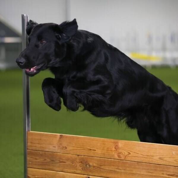 Hund - Preben Hund - Preben