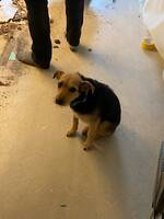 Hunden Poppy Hunden Poppy