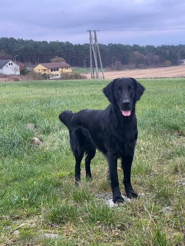 Hund - Preben Hund - Preben