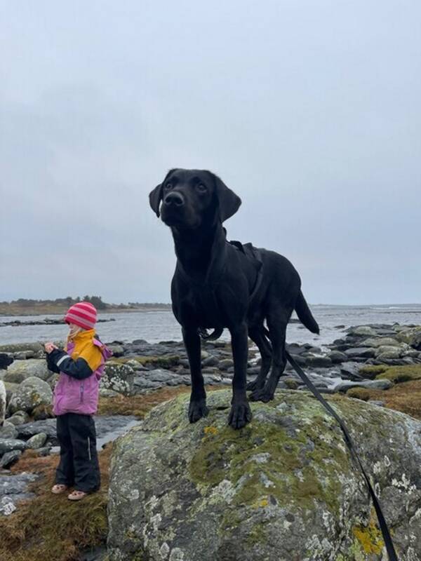 Hund - Rask Hund - Rask