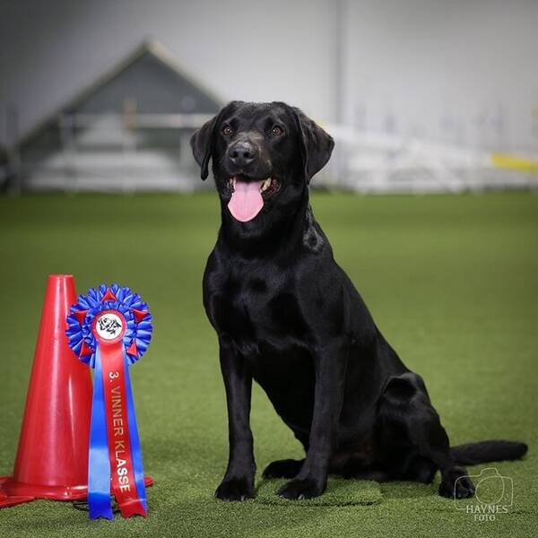 Hund - Rask Hund - Rask