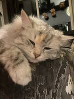 Katten Luna Katten Luna