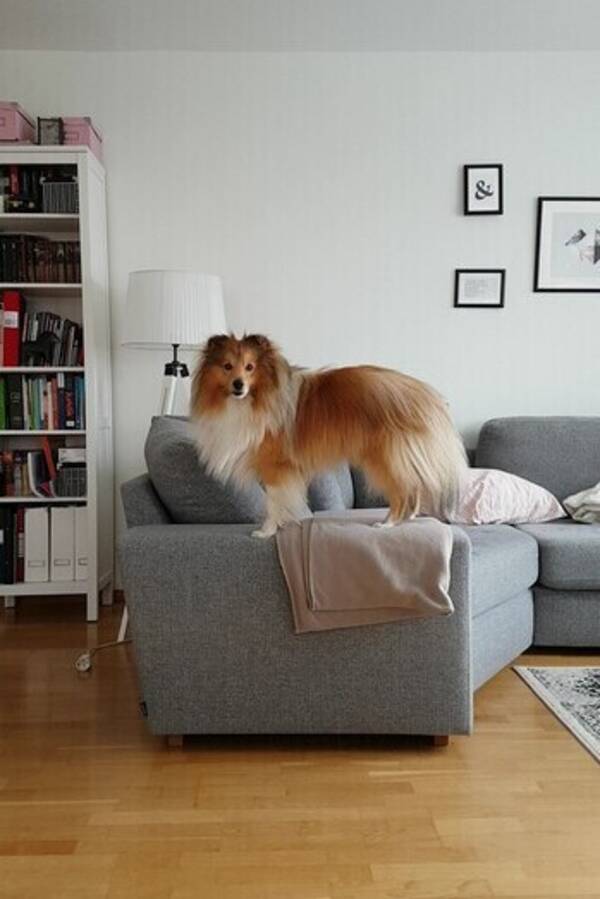 Hund - shetland sheepdog