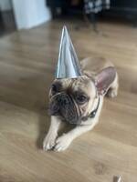 Rocky fransk bulldog Rocky fransk bulldog