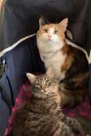 Katterna Fos och Stella Katterna Fos och Stella